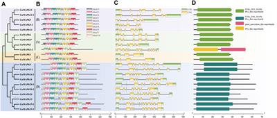 Genome-wide identification of Glycyrrhiza uralensis Fisch. MAPK gene family and expression analysis under salt stress relieved by Bacillus subtilis